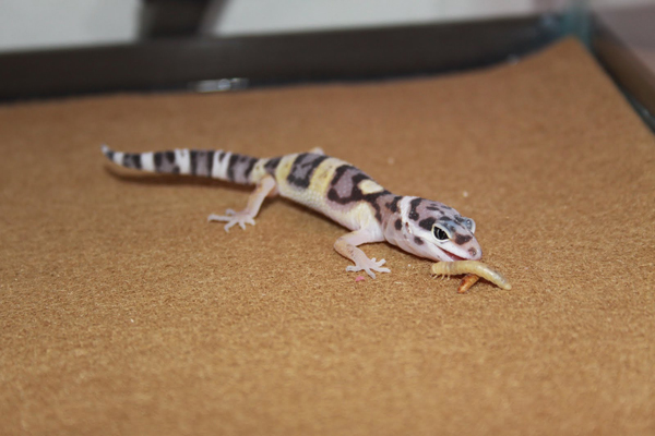 Impacted Leopard Gecko