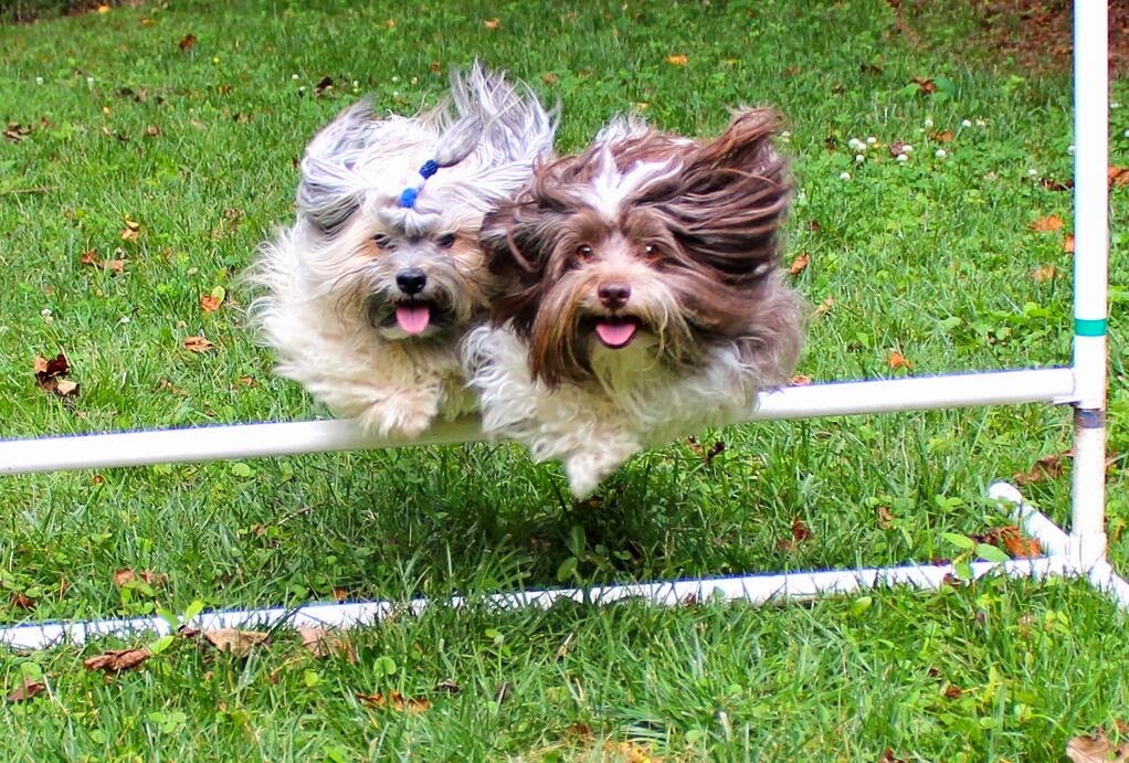 To Dog With Love: 3 Steps to Keep Your Pet Healthy and Happy #