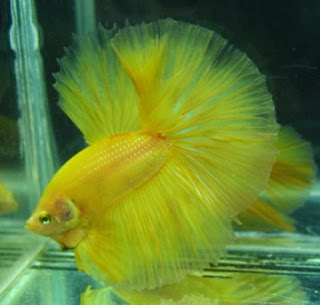 gambar ikan cupang kuning gambar ikan cupang kuning
