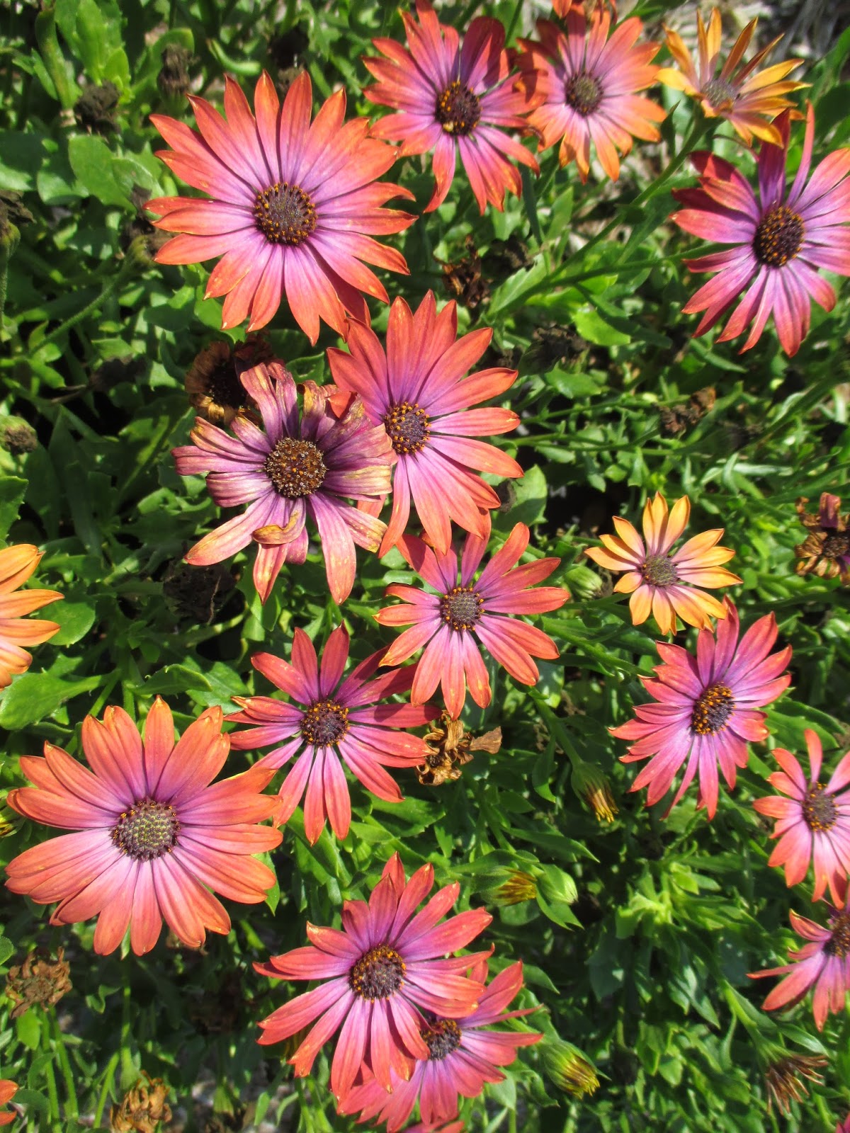 Rotary Botanical Gardens Hort Blog African Daisies (Osteospermum)