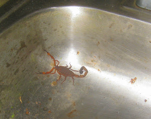 The Scorpion We Met on Our First Day