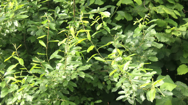 Greenery en route to Blackpool beach