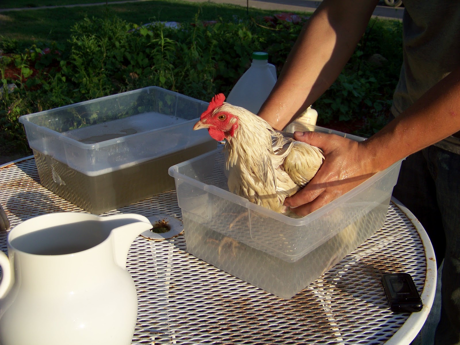 Chicken Bath 101 Community Chickens