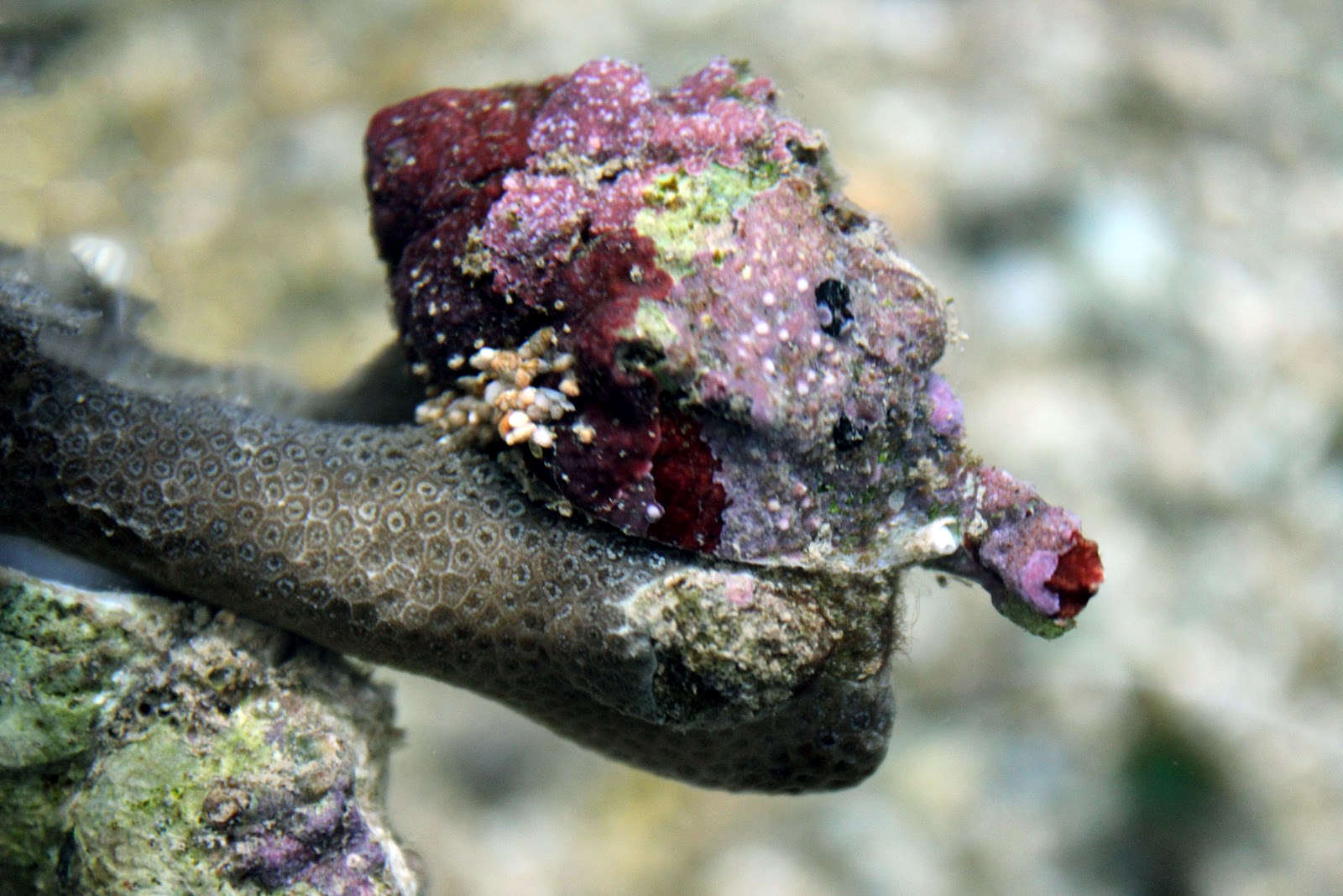 HIMB Community Education Program The Violet Coral Eating Snail