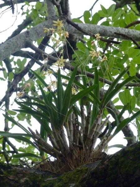 Safari Ecology Leopard Orchids