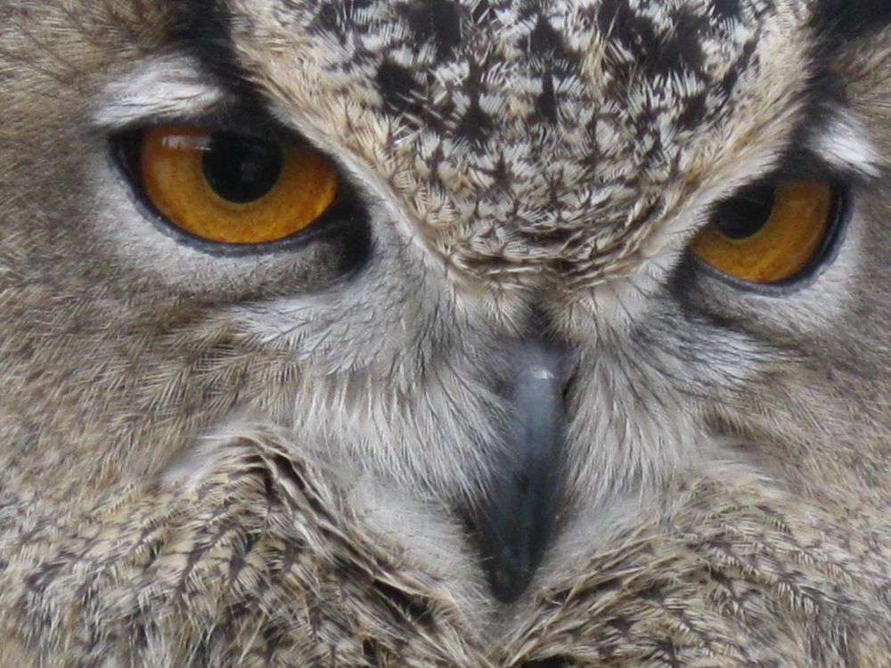 Domestic Diva Dishes All Owl's Eyes