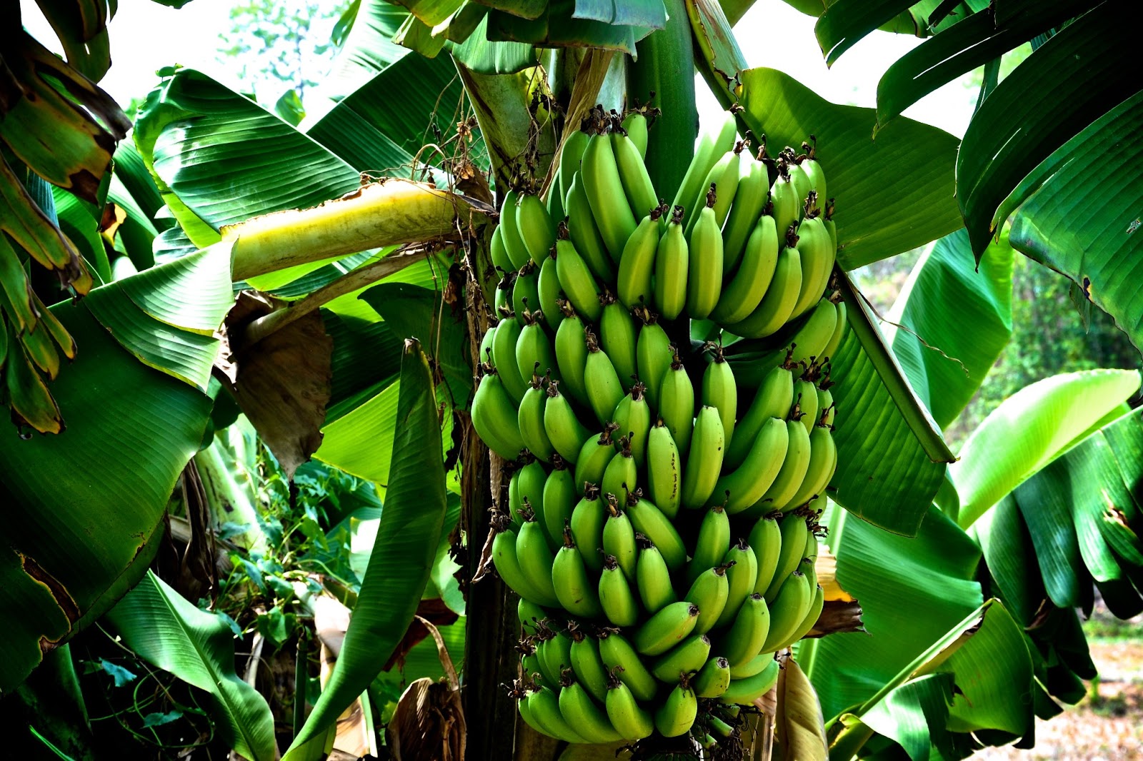 banana-tree.jpg