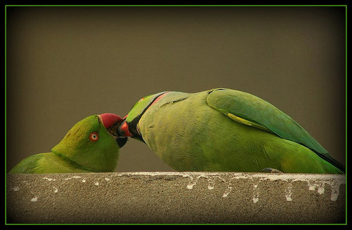 images of love birds kissing. love birds kissing. Abyssgh0st