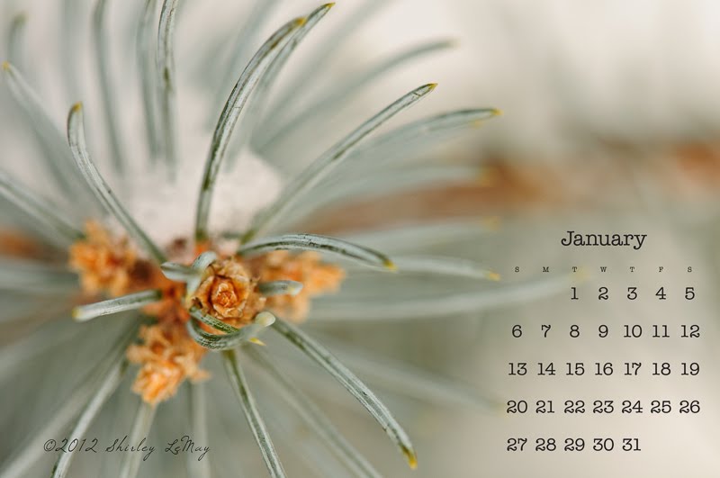 shirley behind the lens: Free Download January 2013 Desktop Calendar shirley behind the lens: Free Download January 2013 Desktop Calendar