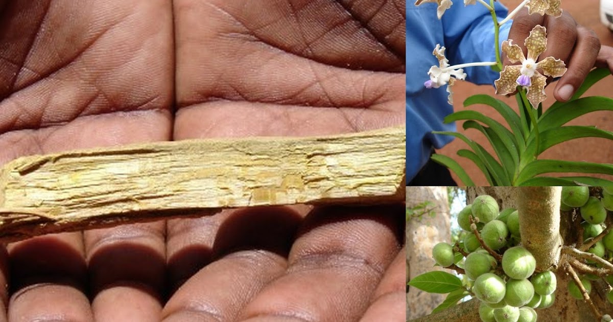 World Literature on Medicinal Plants from Pankaj Oudhia’s Medicinal