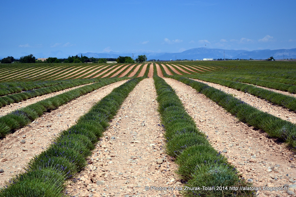 Plateau Valensole.Peignes de lavande. lavande,jolie