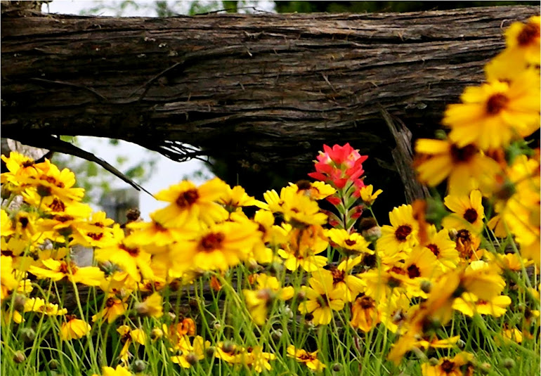 Indian Paint Brush