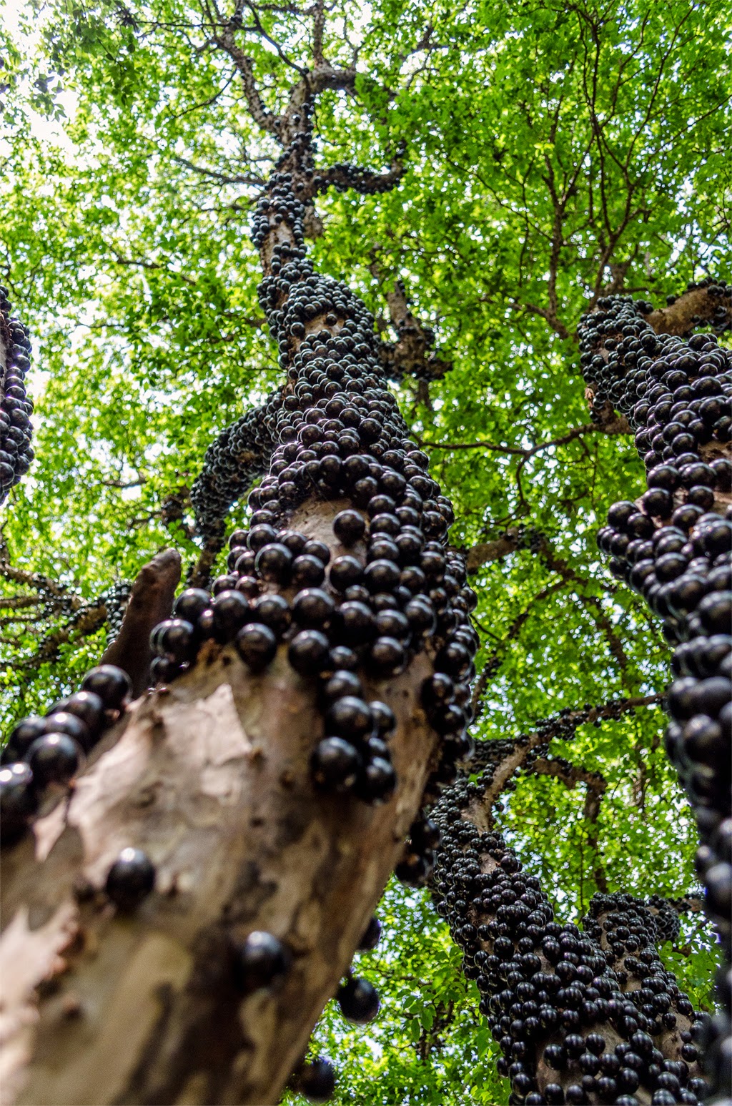 Descubre TU MUNDO: Jaboticaba, un curioso árbol con frutas en el tronco