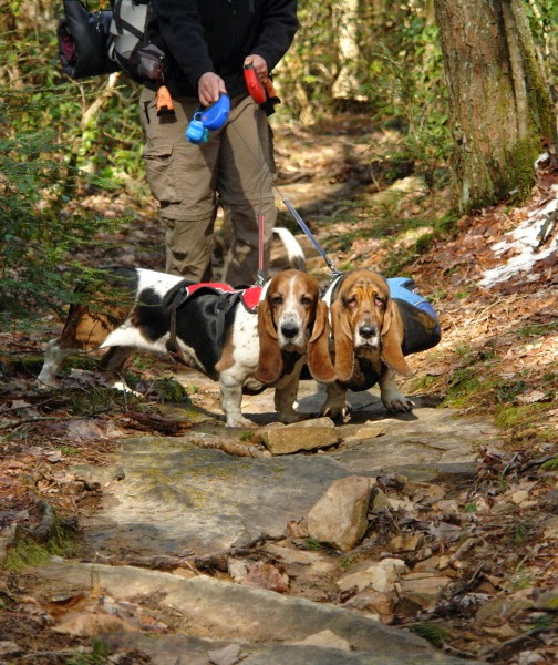 The Teacher's Pets 8 Reasons Why You Should Not Use a Retractable Leash