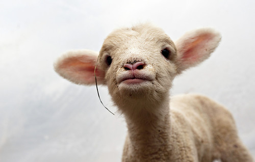 Tiny Lamb