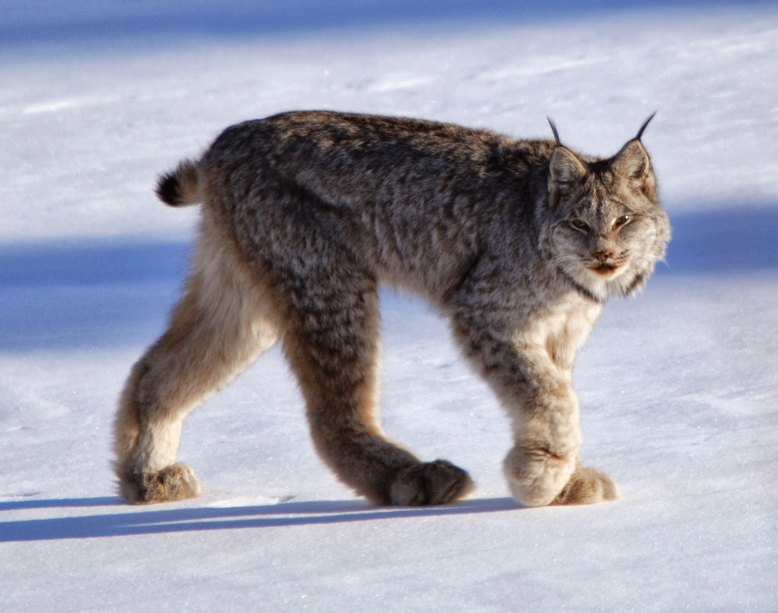 Alluring Canadian Lynx