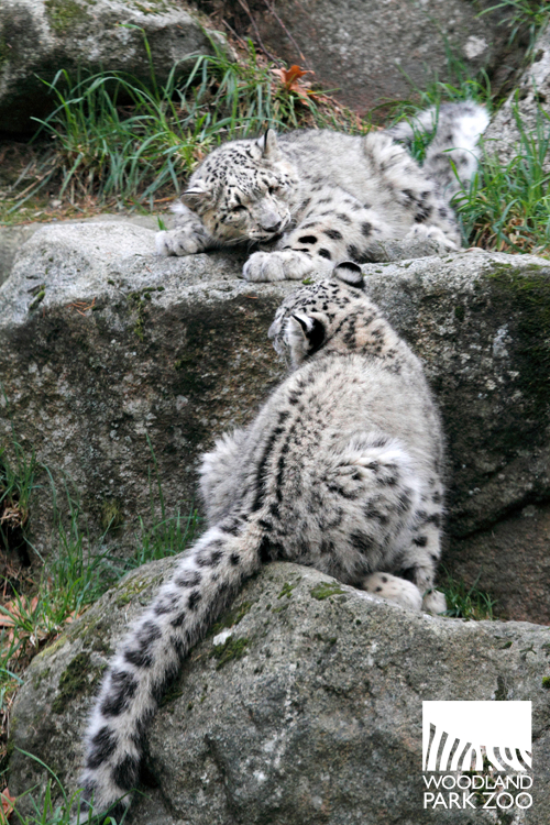 Woodland Park Zoo Blog: Vision-impaired snow leopard cubs teach us how