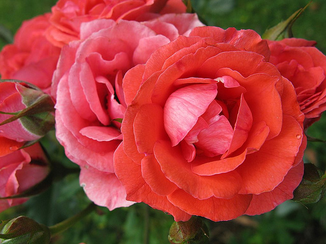 There Are So Many Different Type Of Flowers And They Are Very Beautiful There Are Different Beautiful Flowers Of Summer And Winter There Are So Many Different Type Of Flowers And They Are Very Beautiful There Are Different Beautiful Flowers Of Summer And Winter
