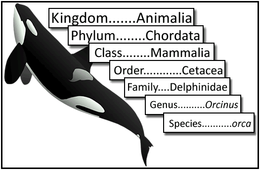 ORCA TAXONOMIC CLASSIFICATION