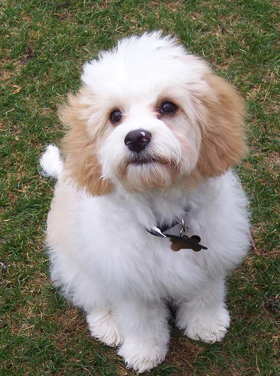 dogs 20 pounds breeds 20 pounds breeds dogs 20 pounds breeds 20 pounds breeds