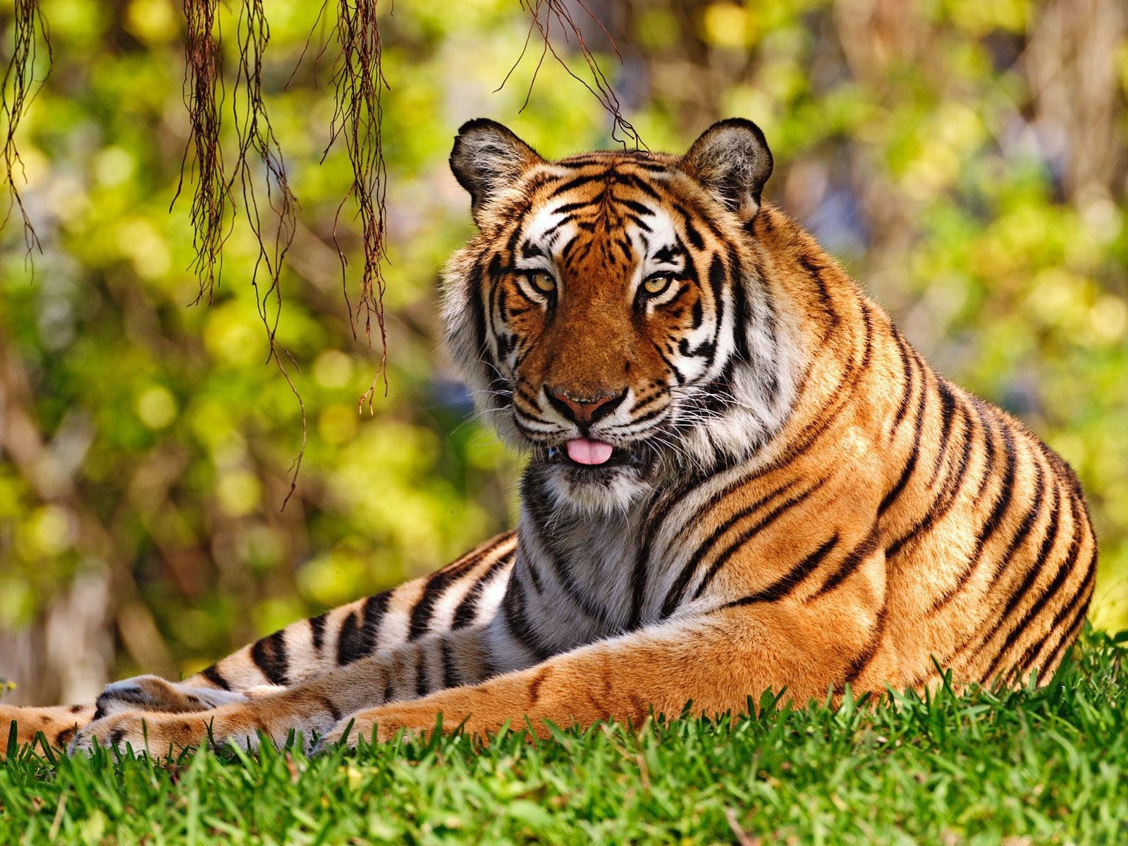 Tiger, Tiger [1999– ]
