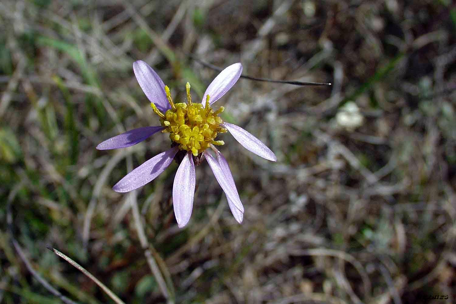 Las flores silvestres de Hormaza Aster aragonensis