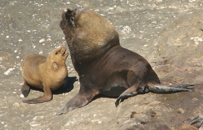 Argentina Wildlife