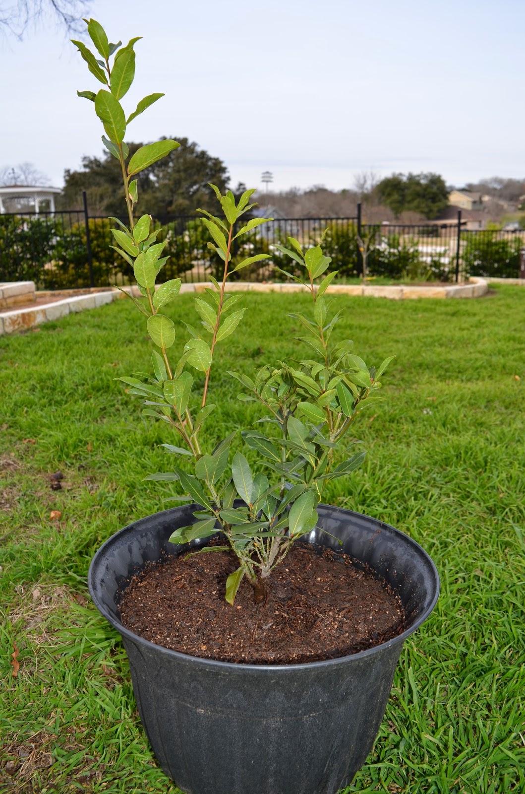 Rebecca's Texas Garden Bay Laurel