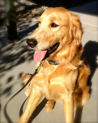 "Sunny" Nathan's Diabetic Alert Dog!