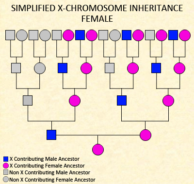X Inheritance Chart