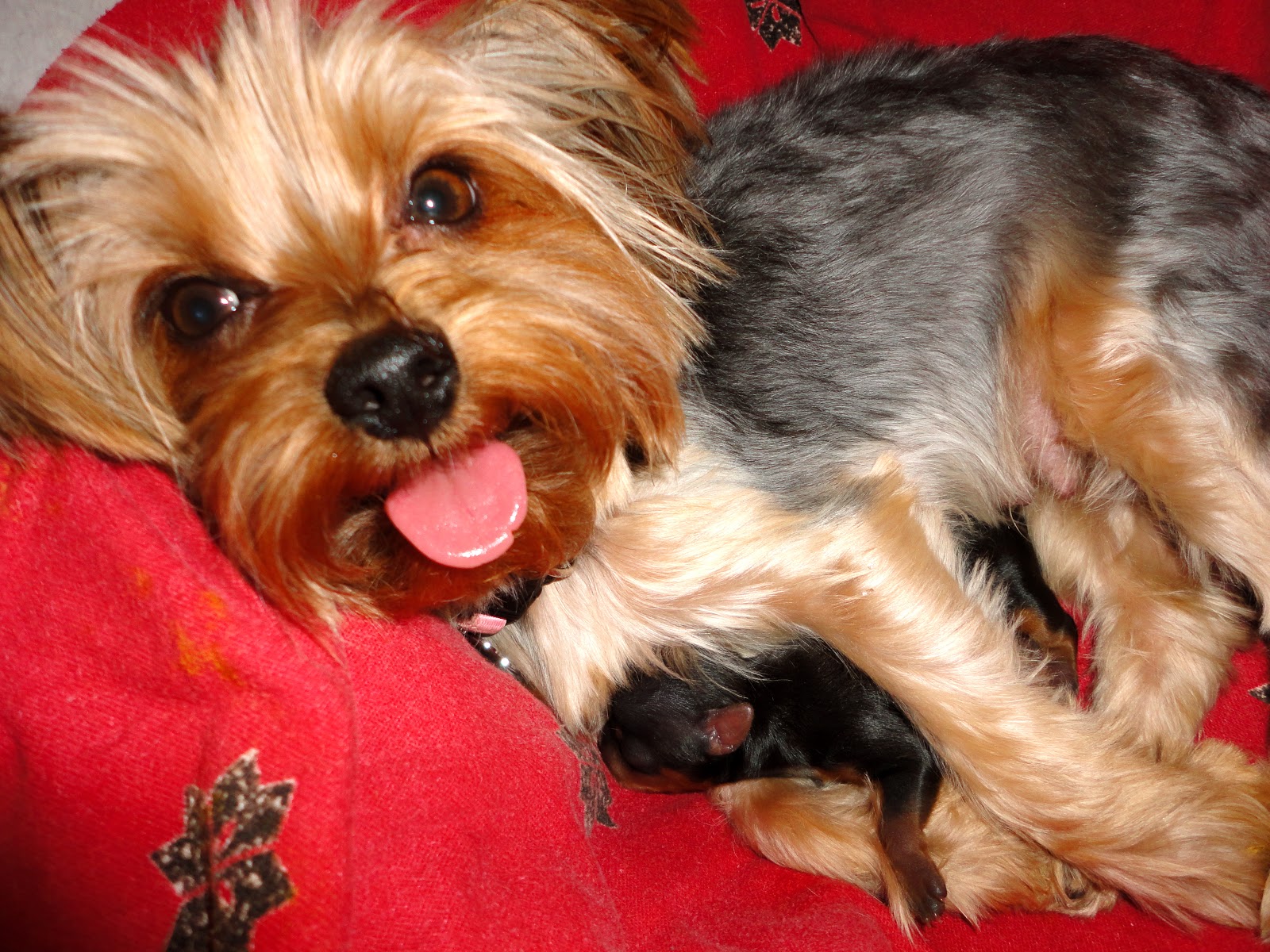Akc Yorkie Breeders Photos All
