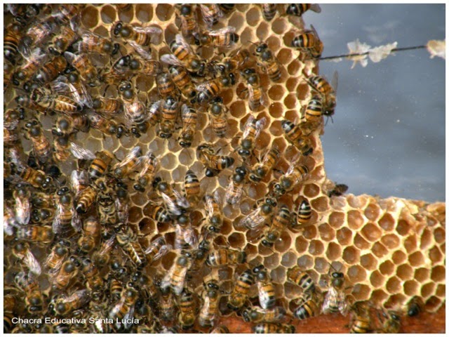 Abejas en colmena de observación - Chacra Educativa Santa Lucía Abejas en colmena de observación - Chacra Educativa Santa Lucía