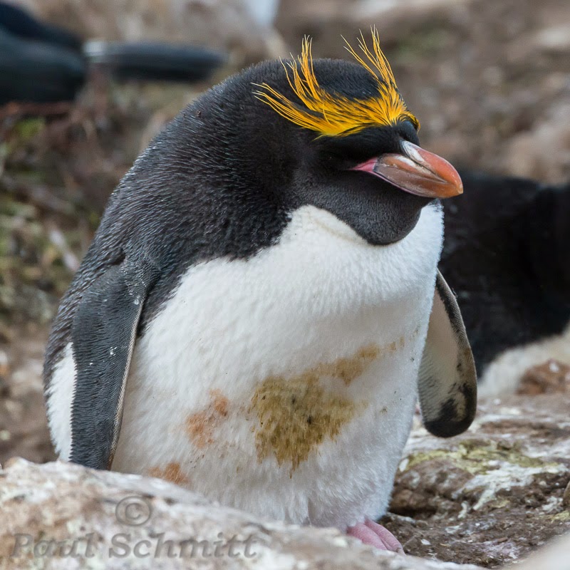 macaroni penguin rockhopper macaroni penguin rockhopper