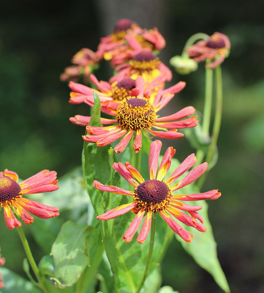 Bloomingwriter Gardening in Nova Scotia Top Ten Easy Perennials