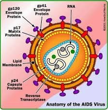 VIRUS Y BACTERIAS