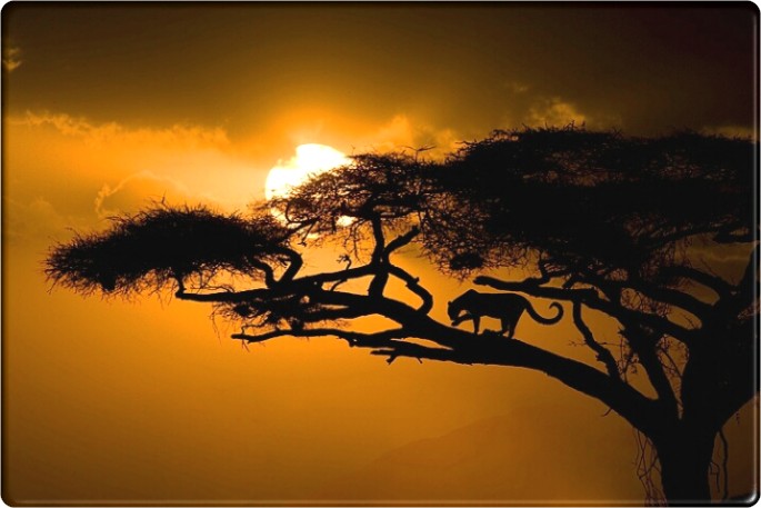 leopard sunset
