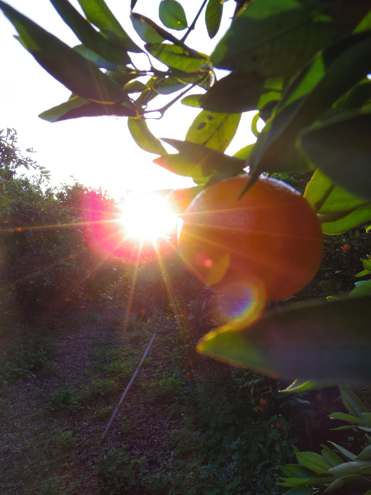 La Actual oranges