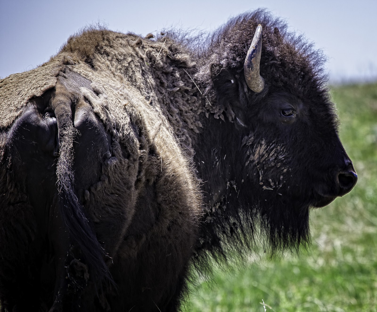 RonNewby Buffalo Custer State Park South Dakota