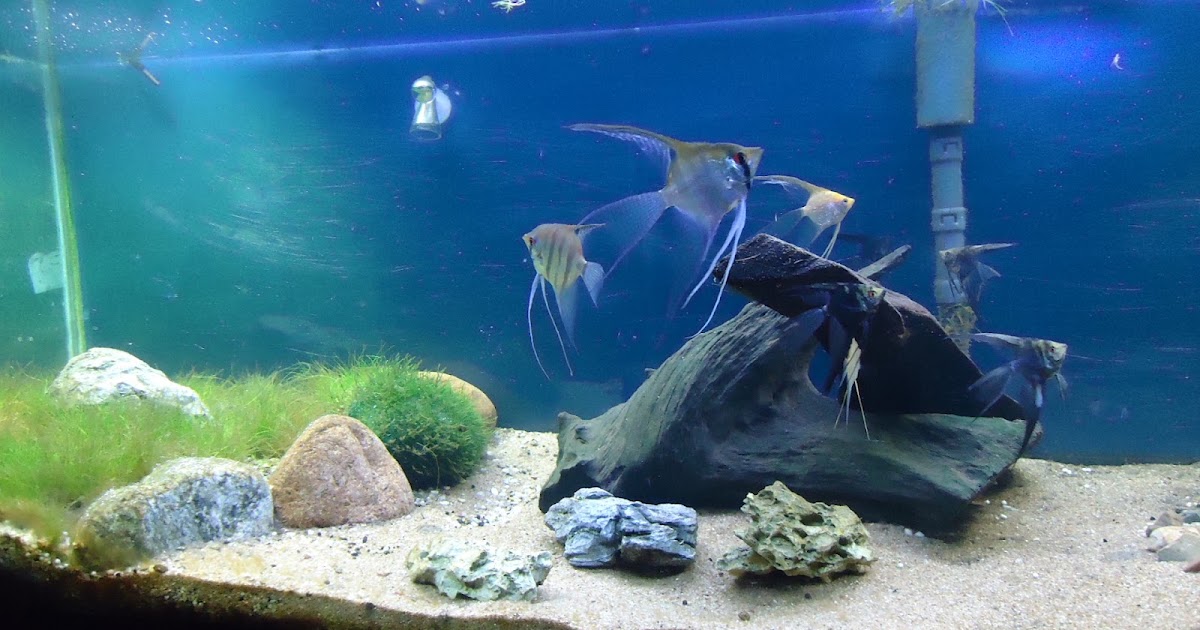 Aquário Plantado Aquário Area de Laser Uma montagem bem simples