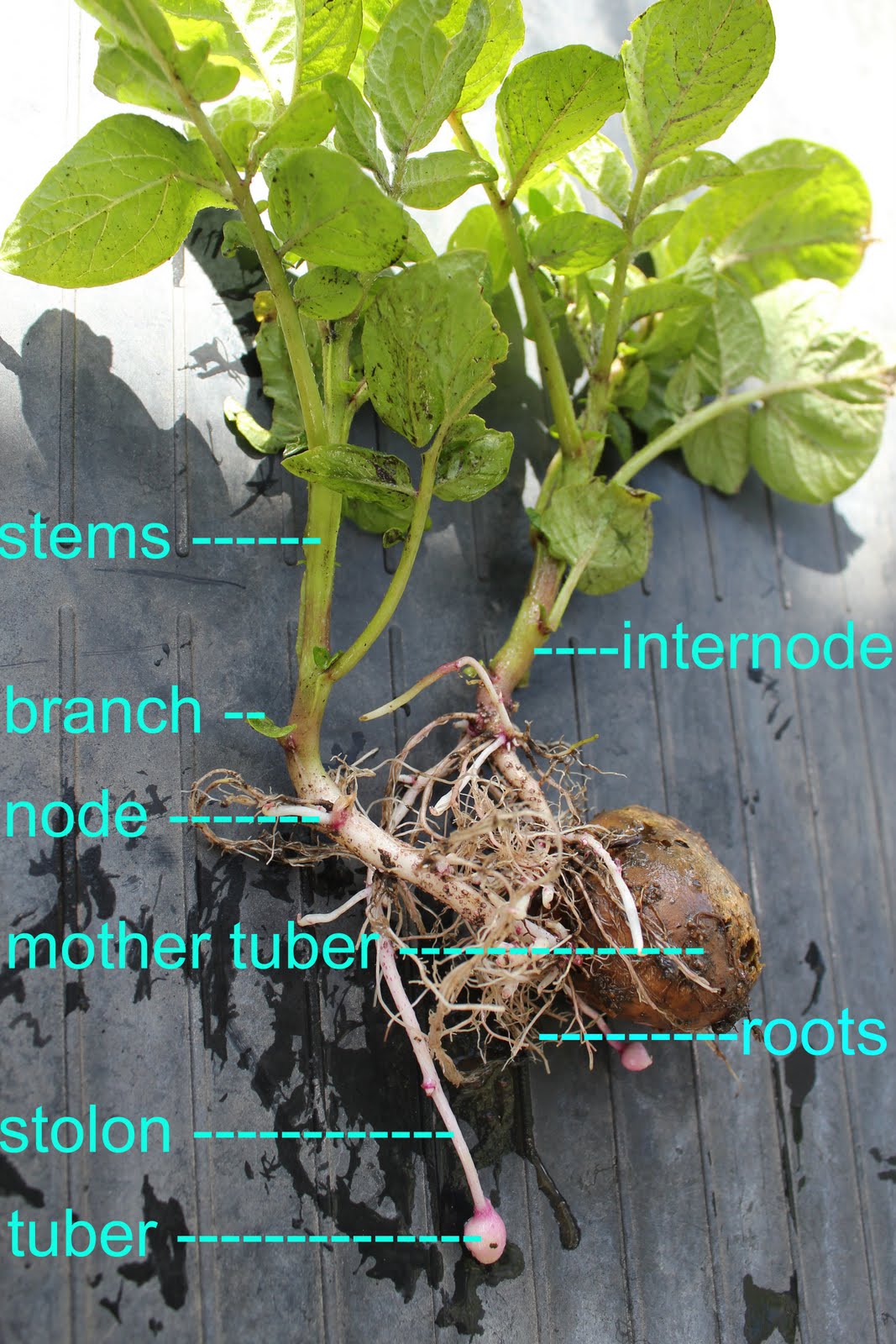 Mastering Horticulture Below the Soil Surface