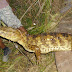 Jacaré-de-papo-amarelo é encontrado na comunidade de Brejo, zona rural de Felipe Guerra.