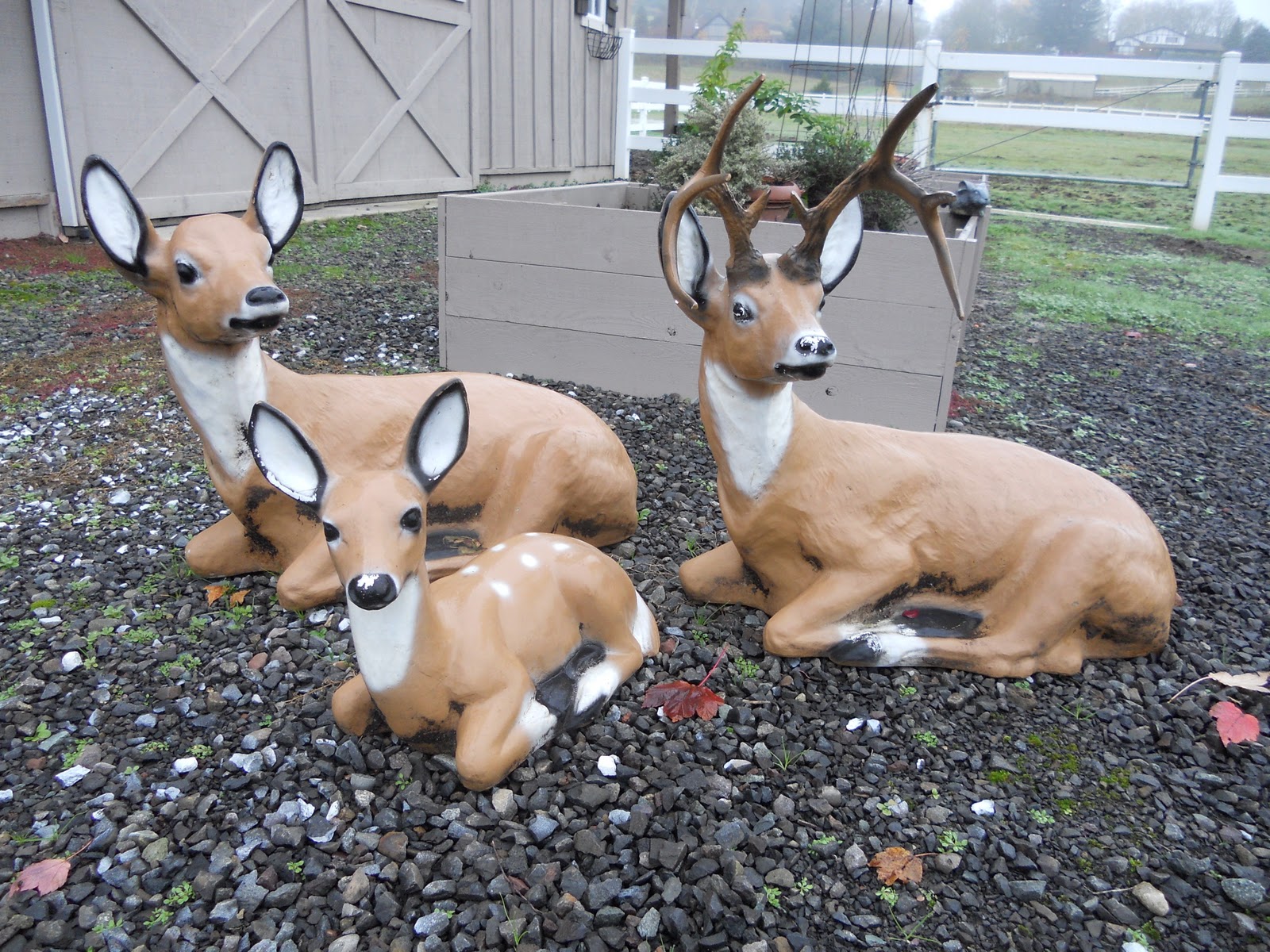 Fleurs November 2011