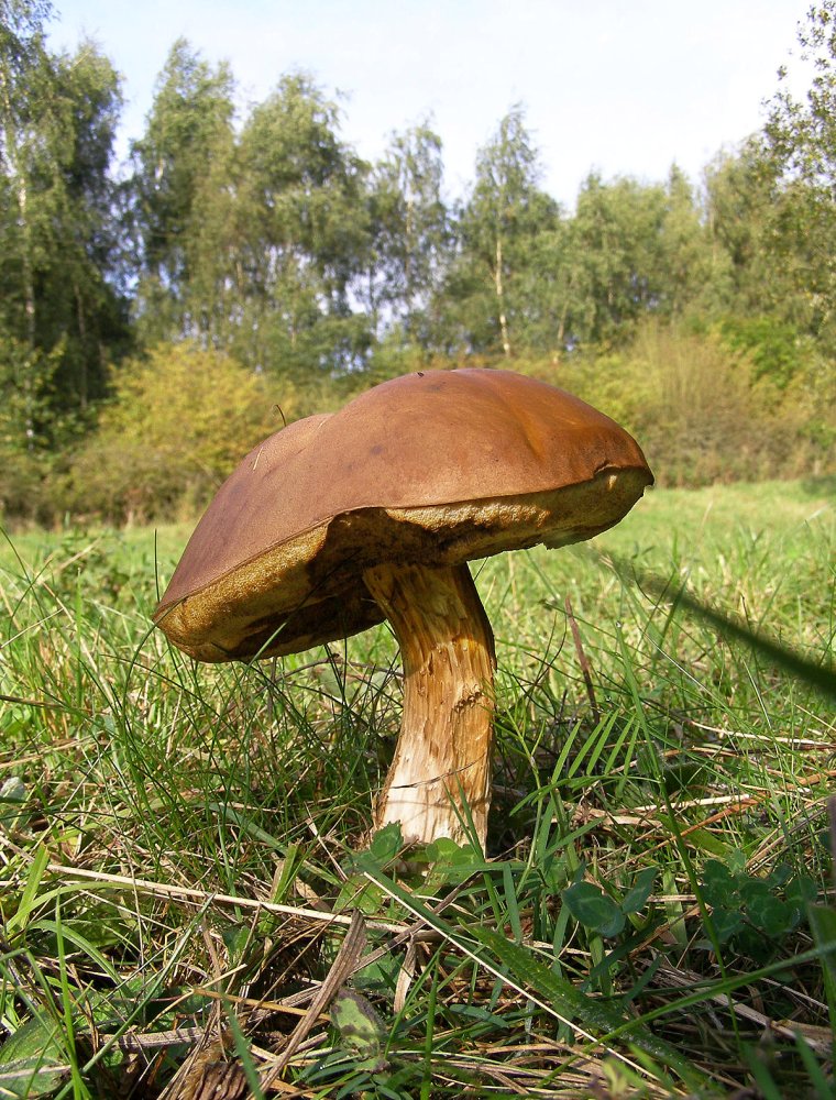 Birch Bolete