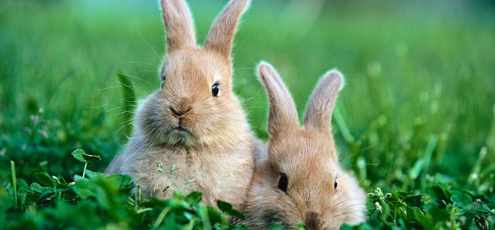 กระต่าย กระต่ายแคระ และการเลี้ยงกระต่าย