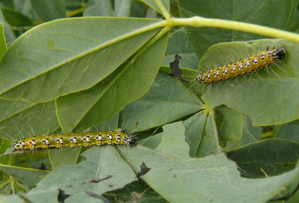 Ohio Birds And Biodiversity A Caterpillar To Watch For