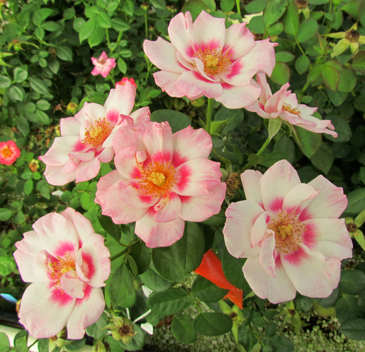 A Guide To Northeastern Gardening