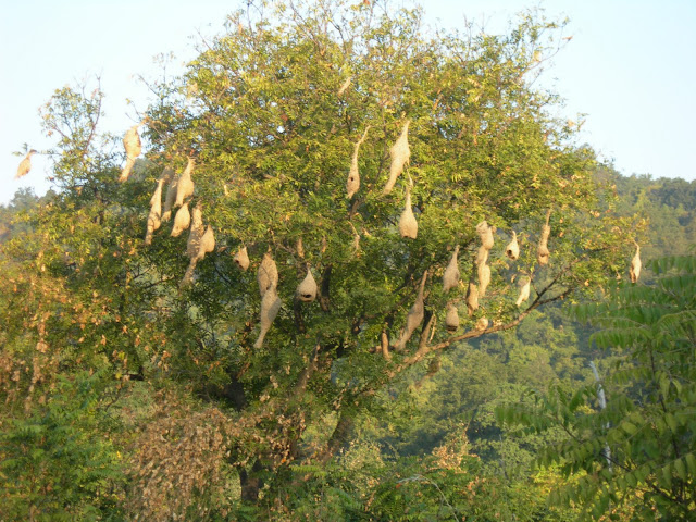 weaver bird nests inside Jim Corbett National Park