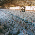 Σκάνδαλο dumping στα κοτόπουλα απειλεί την ελληνική Πτηνοτροφία.Αναμένεται παρέμβαση του υπουργείου Αγροτικής Ανάπτυξης