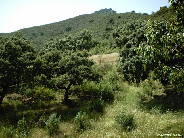 Sierra Vicaria, en Zufre, Parque Natural de Aracena y Picos de Aroche.