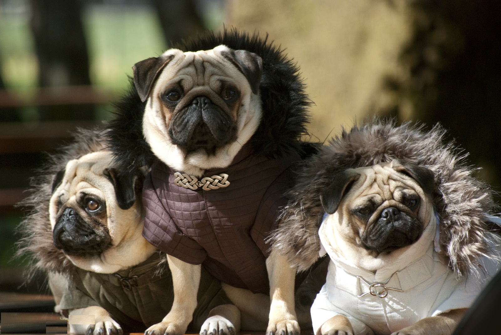 do pugs stay small all list of different dogs breeds pug small breeds do pugs stay small all list of different dogs breeds pug small breeds